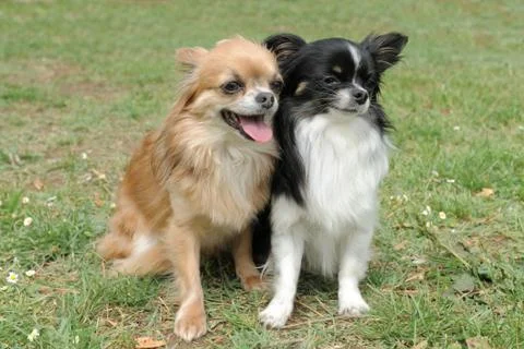 Two chihuahuas Stock Photos