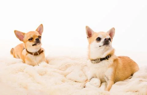 Two chihuahuas Foto stock