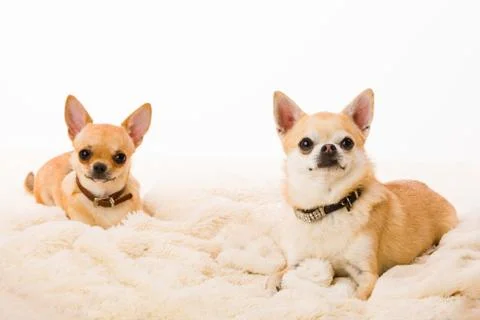 Two chihuahuas Foto stock