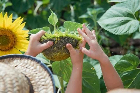 Two children are exploring flower sunflower outdoors Stock Photos