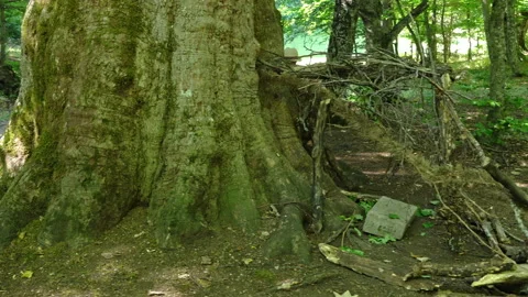Two children discovering the forest Video stock 137662002