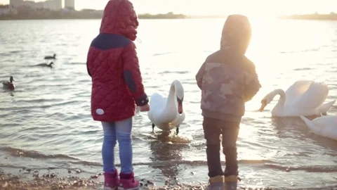 Two children feed ducks and White swans at sunset Stock Footage 78408877