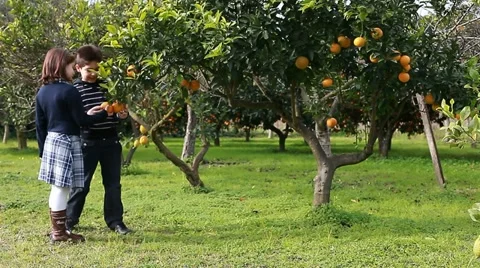 Two children looking orange tree Stock Footage 11227758
