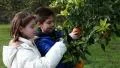 Two children looking orange tree HD Footage