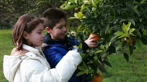 Two children looking orange tree Video stock 11228391