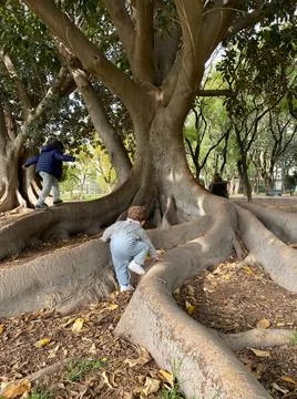 Two children playing in the branches of a tree, Stock Photos