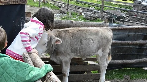 Two children playing with a calf Video stock 78219201