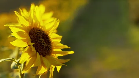 Two Children running down a hill beside a field of sunflowers Stock Footage 133409157