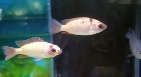 Two children of Tilapia Stockbeeldmateriaal 219714911