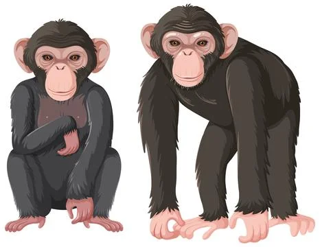 Two chimpanzee isolated on white background Stock Illustration