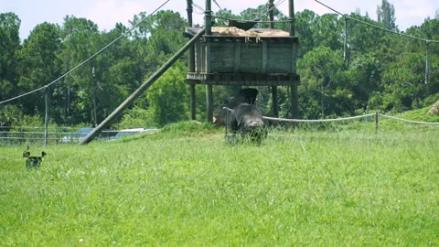Two Chimpanzees Interacting on Green Grass at Lion Country Safari Primate Stock Footage 345624702