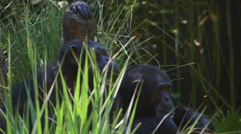 Two Chimpanzees Look at Each Other Before Something Catches Their Attention , 4K Stock Footage 62067608