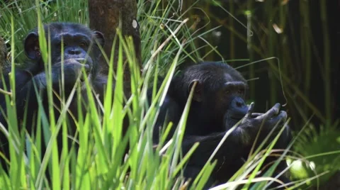 Two chimpanzees passing time by picking and chewing Stock Footage 62067276