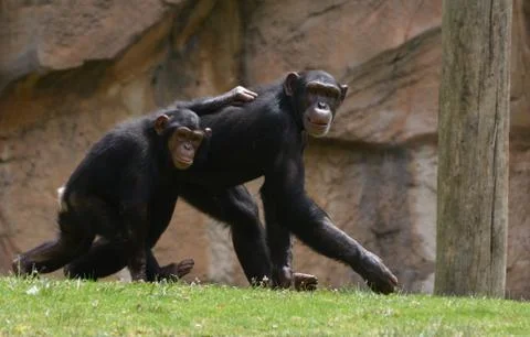 Two chimpanzees Stock Photos