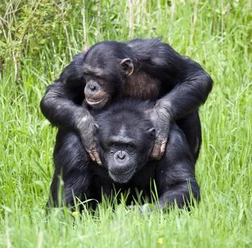 Two Chimpanzees playing Stock Photos