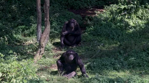 Two Chimpanzees Resting In Forest Habitat Stock Footage 337054223