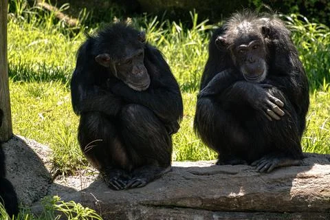 Two chimpanzees sitting together in the sunlight Stock Photos