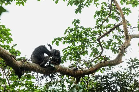 Two chimpanzees sitting on the tree branch in the rainforest of Kibale National Stock-Fotos
