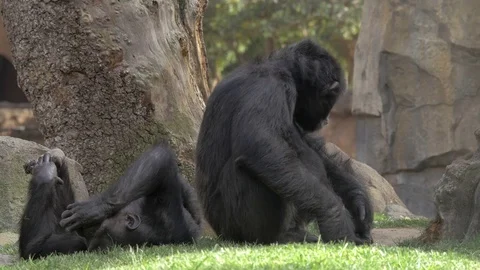 Two chimps in the zoo Stock Footage 70718058