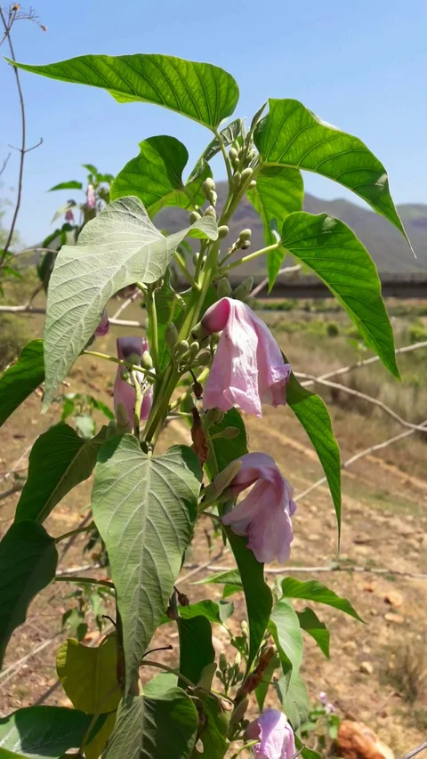 Two chinese bell flower Stock Footage 127691578
