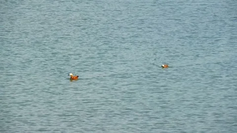 Two chinese ducks floating on the lake, feeding on the lake, floating chinese Stock Footage 130541488