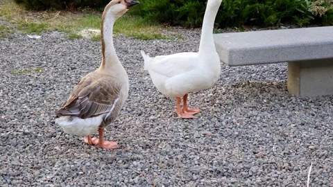 Two chinese geese interacting in a park near a bench 库存影片 310309904