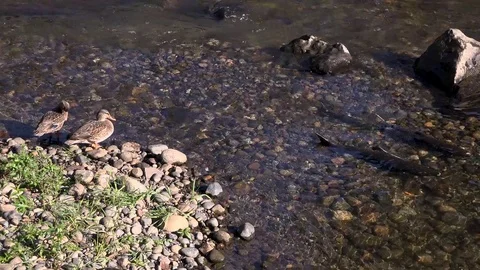 Two Chinook Salmons Spawn while Two Ducks Watch 库存影片 81187586