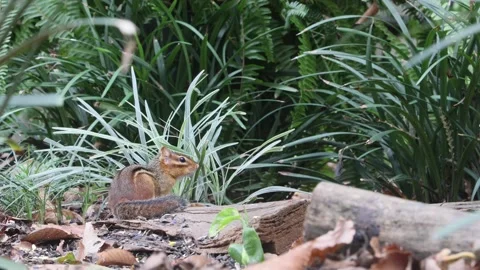 TWO CHIPMUNKS Stock Footage 139573523