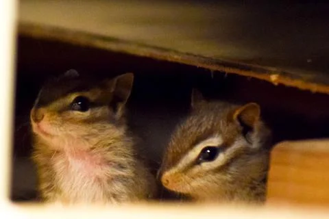 Two Chipmunks Hiding Away Stock Photos