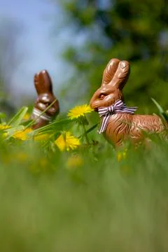 Two chocolate easter bunnies in the grass and between dandelions in the garde Stock Photos