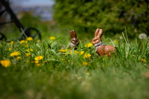 Two chocolate easter bunnies in the grass and between dandelions in the garde Stock Photos