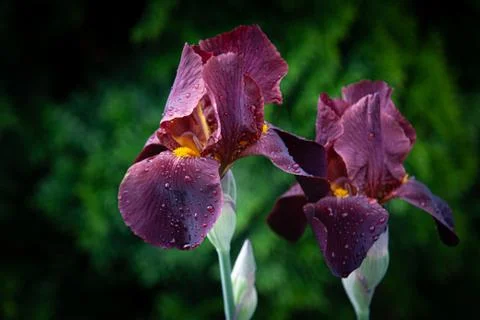 Two chocolate red iris flowers on dark green background close up horizontal Foto stock