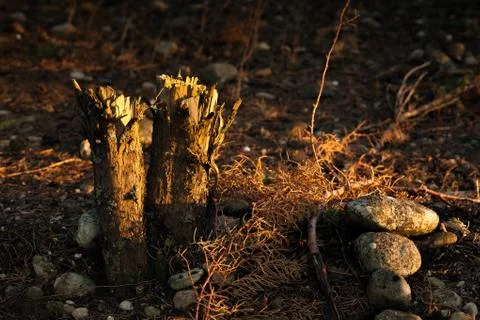 Two Chopped Tree Trunks Stock Photos