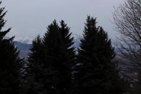 Two Christmas trees in the forest Stock Photos