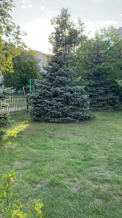 Two Christmas trees on the lawn. Vertical video Stock Footage 281514970