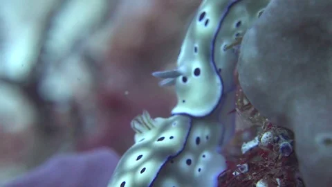 Two Chromodoris nudibranchs, one trailing the other Video stock 74072985