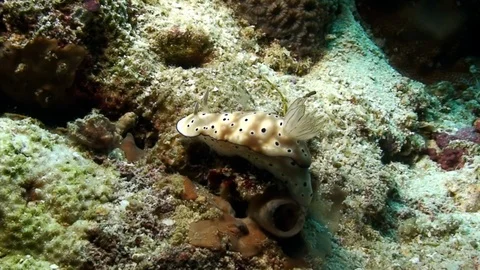 Two Chromodoris splendida sea slug with round. Stockbeeldmateriaal 117571589