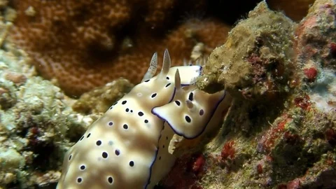 Two Chromodoris splendida sea slug with round. 库存影片 117571644