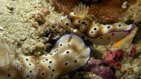Two Chromodoris splendida sea slug with round. 库存影片 117571673