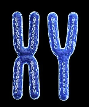 Two chromosome X and Y Stock Illustration