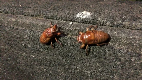 Two Cicada larvae bump each other Stock Footage 201353350