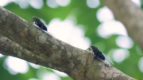 Two cicadas on a branch 스톡 동영상 251946830