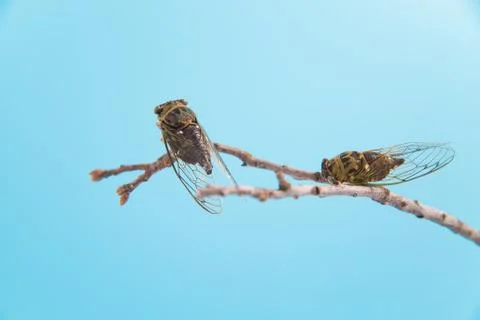 Two cicadas on a branch Stock Photos