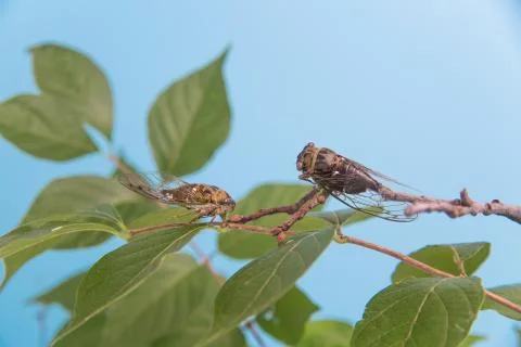 Two cicadas on a leafy branch Stock Photos