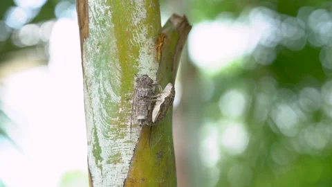 Two cicadas mating on a green tree trunk in a tropical forest. Macro view o.. Stock Footage 328713653