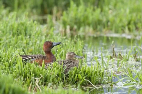 Two Cinnamon Teal ducks. Stock Photos