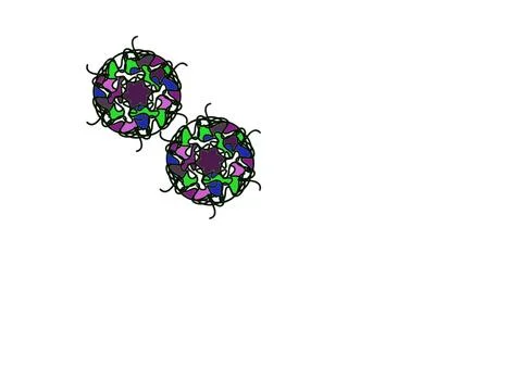 Two circular flowers on white background Stock Illustration