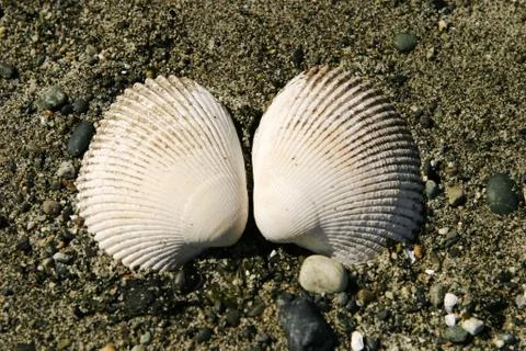 Two clam shells Stock Photos