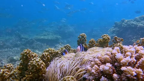 Two Clark's anemonefish guarding a long tentacle anemones surrounded by Stock Footage 334270708