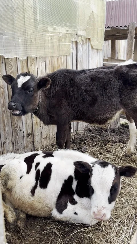 Two claves resting in a pen Stock Footage 310371107